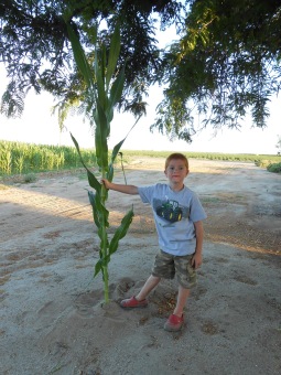 Image result for boy with cornstalk
